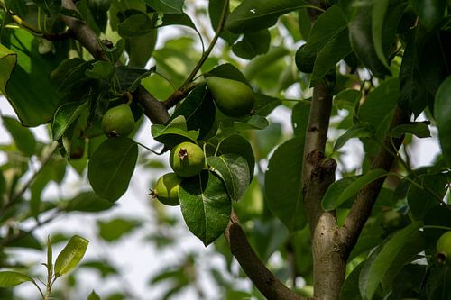 Peren nog te vroeg om te plukken