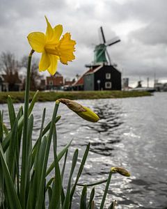 Narzisse an der Mühle in Zaanse schans von Saranda Hofstra