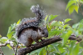 Squirrel by Eddy Kuipers
