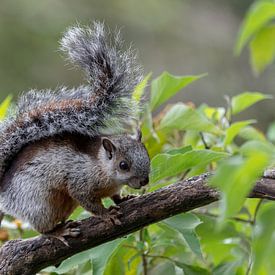 Squirrel von Eddy Kuipers