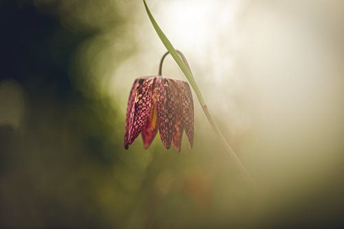 Lapwing flower in beautiful light