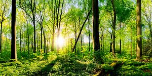 Frühling im Wald bei strahlendem Sonnenschein von Günter Albers