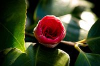 Red rose just out of bud