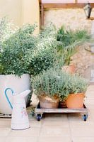 Herb garden in pots | Botanical pastel still life in Portugal