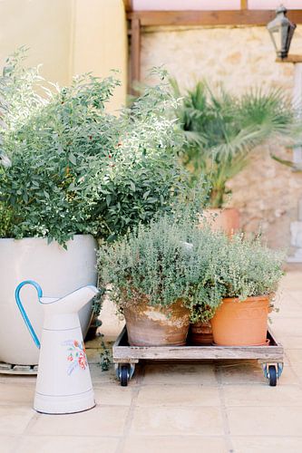 Kräutergarten | Botanischer Stilleben in Portugal
