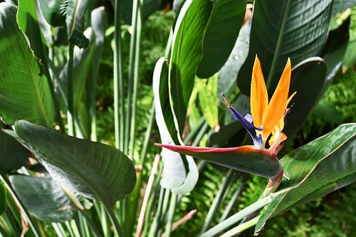 Bloem van de papegaaiplant