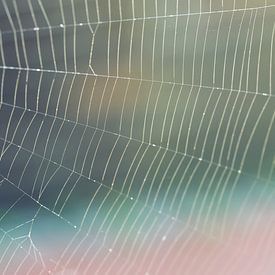 Spinnenweb van Bo Valentino