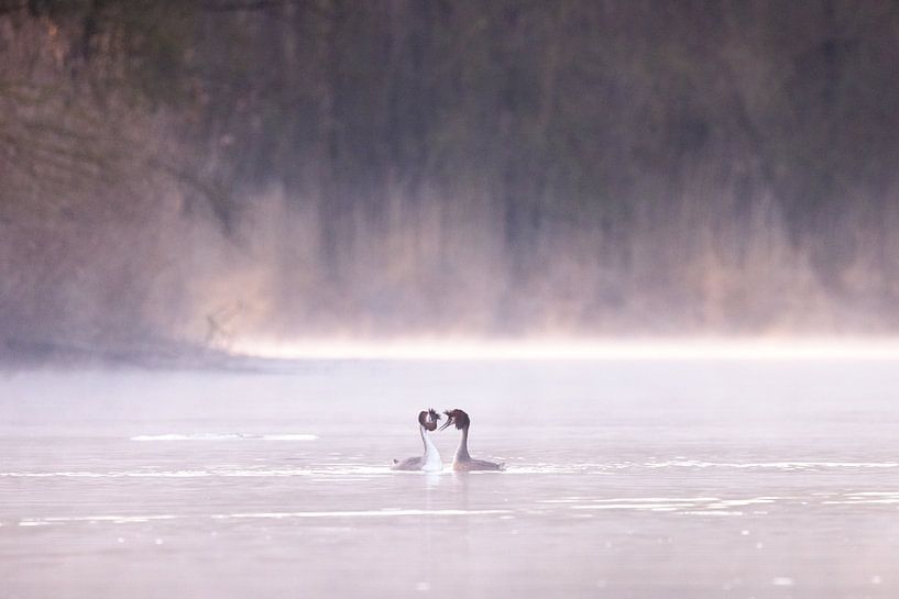 La reproduction des grèbes dans le Brabantse Biesbosch par Judith Borremans