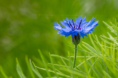 Korenbloem in het zonnige groen – Botanische natuurkunst