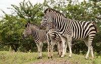 group of zebras  von ChrisWillemsen Miniaturansicht