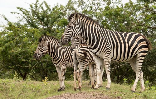 group of zebras 