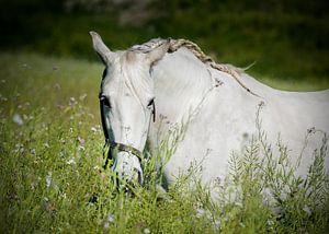 Andalusisch paard in de wei