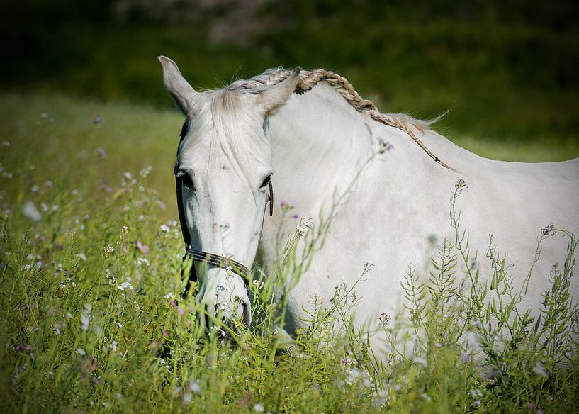 Andalusisch paard in de wei van Cristel Brouwer