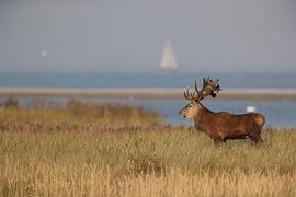 Cerf en rut dans le parc national de Vorpommersche Boddenlandschaft sur Frank Fichtmüller