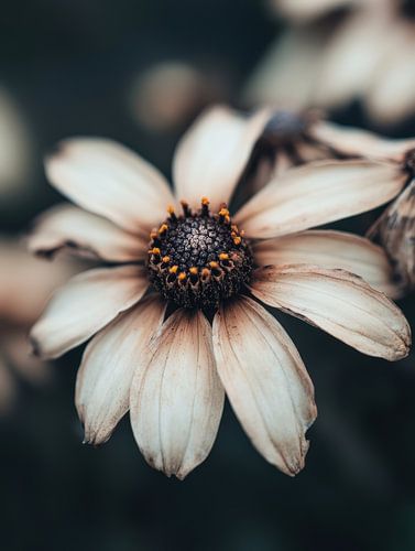 Flower by Bert Nijholt