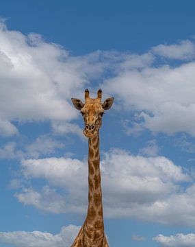 Afrikaanse giraffe in Namibië, Afrika van Patrick Groß