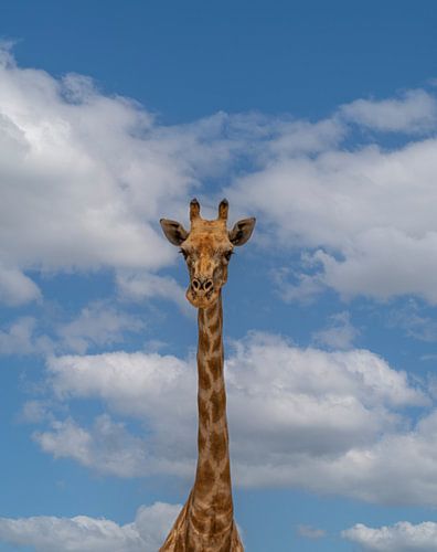 Afrikaanse giraffe in Namibië, Afrika