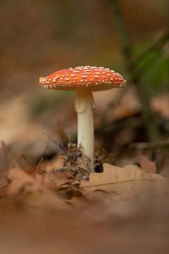 Pilz - rot mit weißen Punkten - Herbst