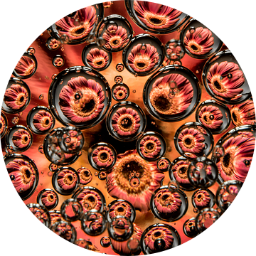 Panorama van een roze gerbera in druppels van Marjolijn van den Berg