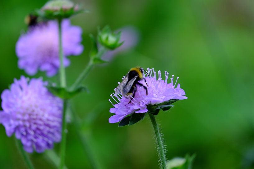 Bees and flowers by Myrte Wilms