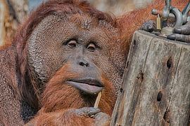 Oerang-oetan by Peter Bartelings