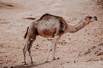 Dromedaris kameel van Studio Seeker