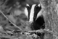 Badger