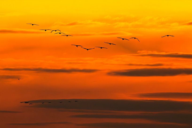Kranichvögel, die während der Herbstwanderung in den Sonnenuntergang fliegen von Sjoerd van der Wal Fotografie