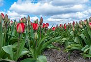 Tulips 2015 - 001 von Alex Hiemstra Miniaturansicht