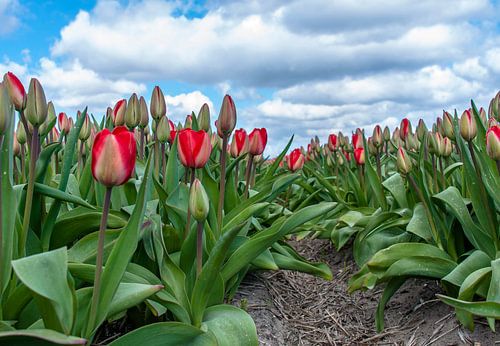 Tulpen 2015 - 001