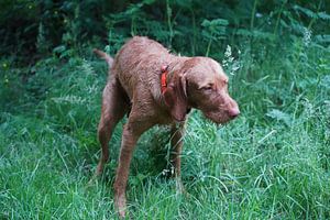 Magyar Vizslaim Gras bei der Erledigung des Geschäftes