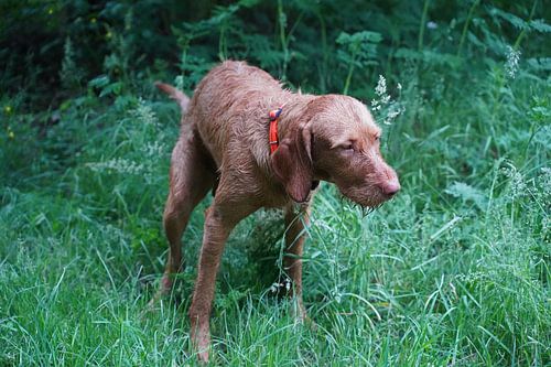 Magyar Vizslaim gras doet de zaken