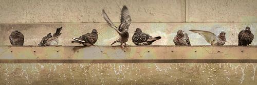 Duiven in bad. Bruin en beige.