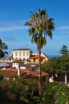 Palmboom en oude stad van La Orotava op Tenerife van Anja B. Schäfer