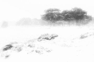 Een mooie winter ochtend op het Balloërveld in Drenthe. Sneeuw bedekt de bomen en de mist geeft een 