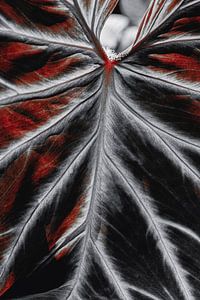Feuille tropicale en rouge | Photographie botanique
