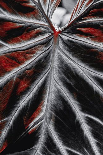 Tropisch blad in rood | Botanische fotografie