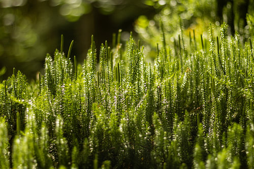 Biophilic Textures – Soft Moss