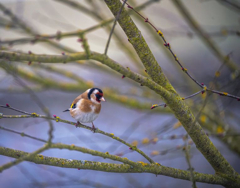 Goldfinch on a tree by ManfredFotos