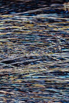 Abstract reeds 4