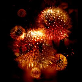 EL VUELO DE LA MARIPOSA DORADA von Ted van den Aarssen