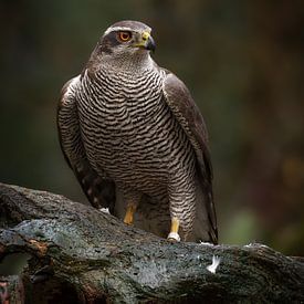 Ein wunderschöner Falke von Dennis Schaefer