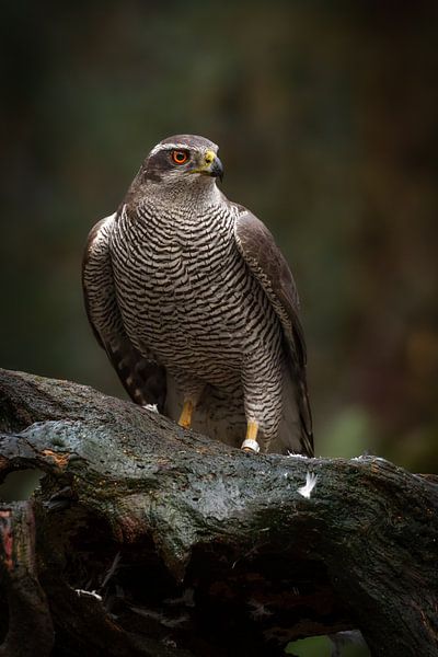 A Beautiful Hawk by Dennis Schaefer