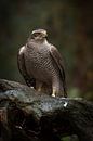 A Beautiful Hawk by Dennis Schaefer thumbnail