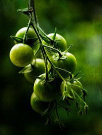 Tomates, encore un peu de patience sur Maneschijn FOTO