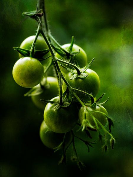 Tomatoes, just a little more patience by Maneschijn FOTO
