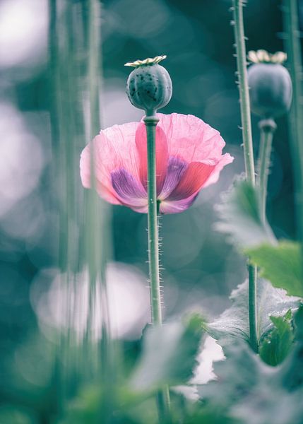 flowers part 327 by Tania Perneel