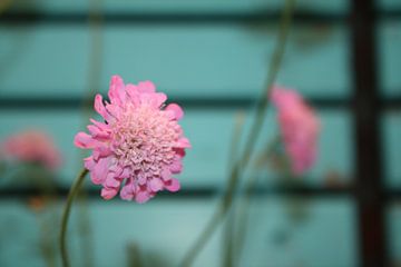 Roze bloemen