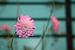 Roze bloemen van Jetty Boterhoek