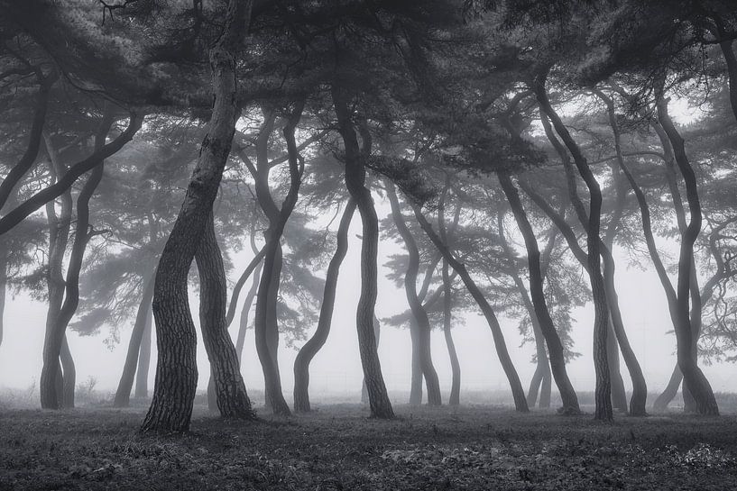 Dancing trees by Tiger Seo